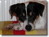 Jack Russell Terrier