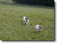 Jack Russell Terrier