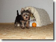 Jorkrsk terier, Yorkshire Terrier,