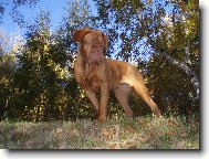 Dogue de Bordeaux