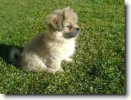 Tibetan spaniel \(Dog standard\)