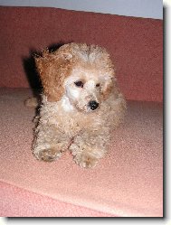 Toy Poodle