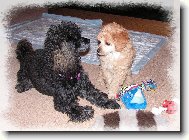 Toy Poodle