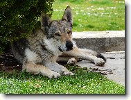 Czechoslovakian wolfdog