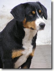 Entlebucher Sennenhund