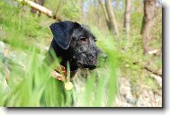 Labrador Retriever