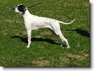 English Pointer