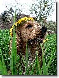 English cocker spaniel \(Dog standard\)