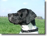 English Pointer