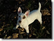 Jack Russell Terrier