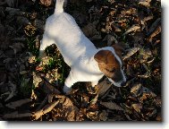 Jack Russell Terrier