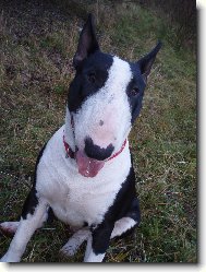 Bull Terrier