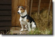 Jack Russell Terrier