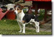 Jack Russell Terrier