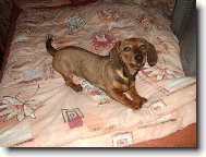 Dachshund