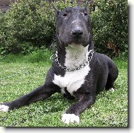 Bull Terrier