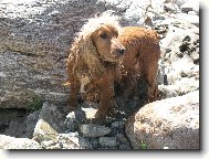 American cocker spaniel \(Dog standard\)