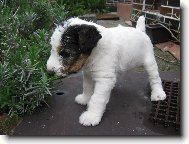 Fox Terrier Wire