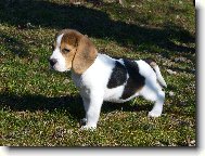 Beagle