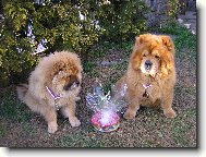 Chow chow \\\\\(Dog standard\\\\\)