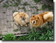 Chow Chow