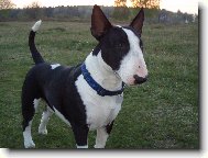 Bull Terrier