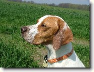 English Pointer