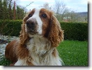 English Springer Spaniel