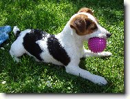 Jack Russell Terrier