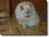 Sacred Birman