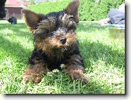 Jorkrsk terier, Yorkshire Terrier,