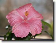 Hibiscus rosa-sinensis