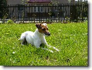 Parson russell terrier \\\\\(Dog standard\\\\\)