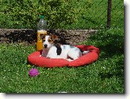 Jack Russell Terrier