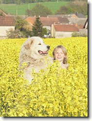 Chien de Montagne des Pyrnes