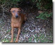 Zwergpinscher