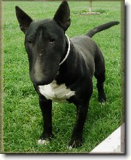 Bull Terrier