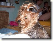 Jorkrsk terier, Yorkshire Terrier,