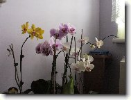 phalopsis