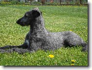 Scottish Deerhound