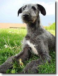 Scottish Deerhound