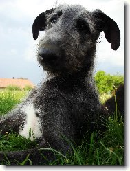 Scottish Deerhound