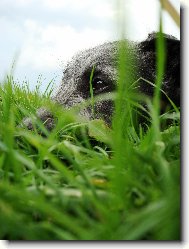 Scottish Deerhound