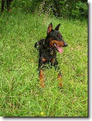 German Pinscher \(Dog standard\)