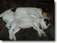 Jack Russell Terrier