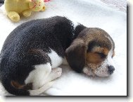 Beagle