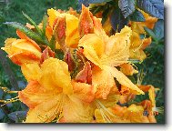 Rhododendron, Azalea