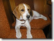 Beagle