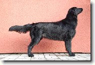 Flat coated retriever \(Dog standard\)