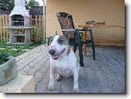 Bull Terrier